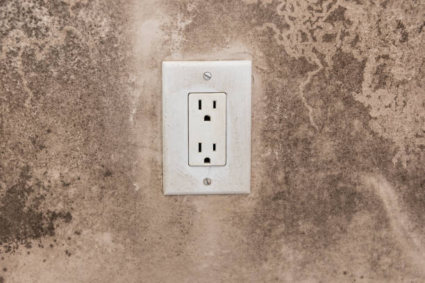 Trusted Tompkinsville, KY Mold Removal Experts