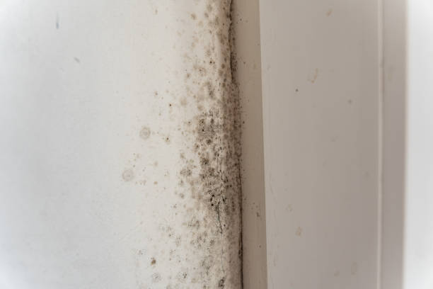Best Mold Odor Removal Services  in Tompkinsville, KY