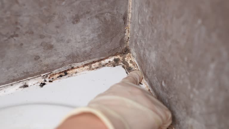 Best Mold Documentation for Insurance Claims  in Tompkinsville, KY